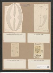 Navicula excavata Grev. (de-Toni-Nr.: Genus 1, Species 369) Zeichnungen Sammlung Grunow Nr. 837 (NHMW-BOT-W0367269)